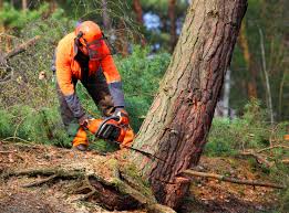 Best Organic Lawn Care Solutions  in Weston Mills, NY