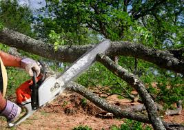 Best Storm Damage Tree Cleanup  in Weston Mills, NY