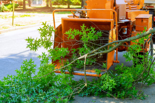 Best Lawn Grading and Leveling  in Weston Mills, NY