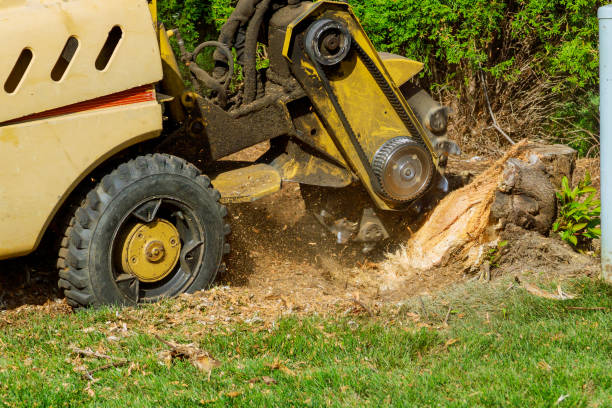  Weston Mills, NY Tree Services Pros