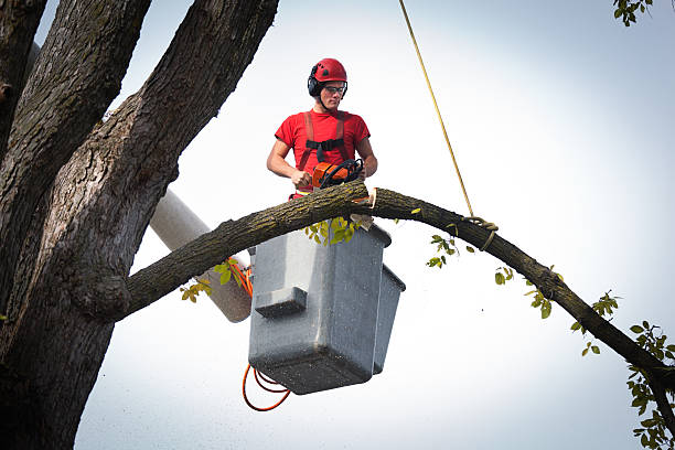 Best Tree Cabling and Bracing  in Weston Mills, NY