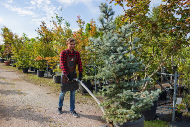 Best Fruit Tree Pruning  in Weston Mills, NY