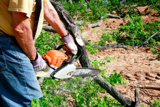 Professional Tree Services in Weston Mills, NY