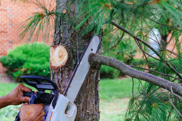 Best Tree Trimming and Pruning  in Weston Mills, NY